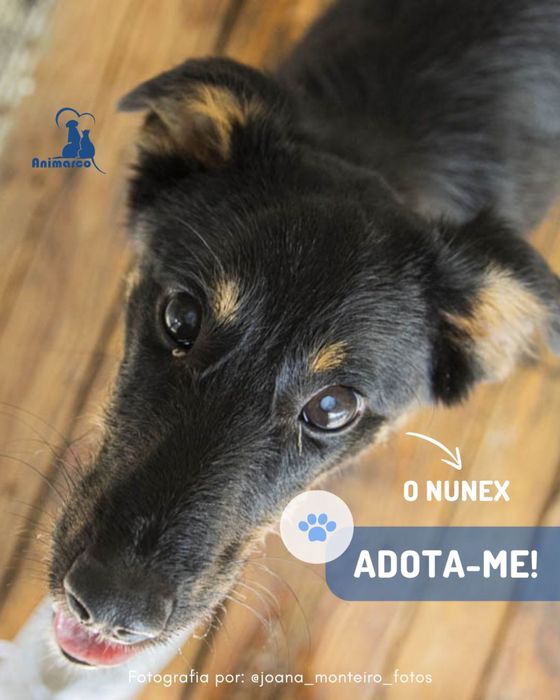 Nunex - cao porte medio para adoção