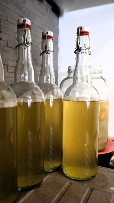 Grzybek SCOBY, starter do domowej kombuchy