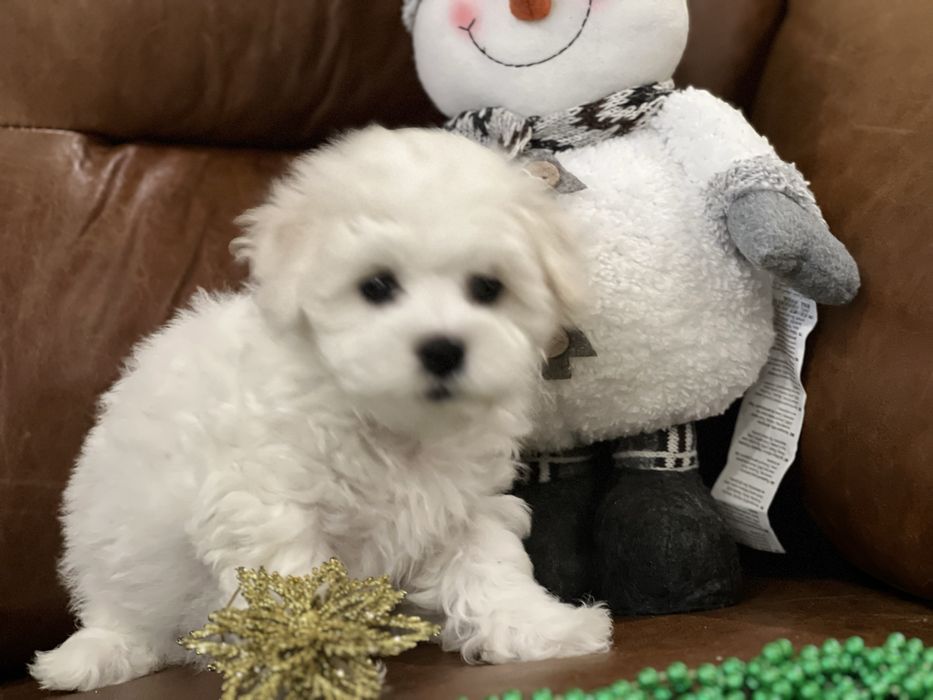 Бишон фризе щенки