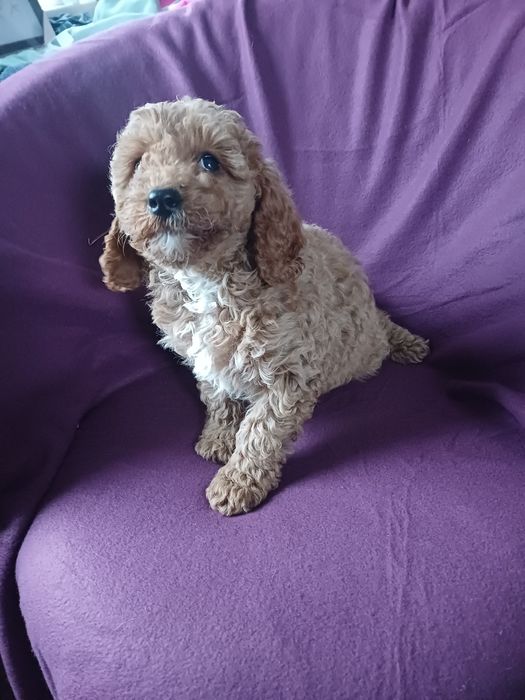 Cavapoo f2 karmel Nowy Podleś • OLX.pl