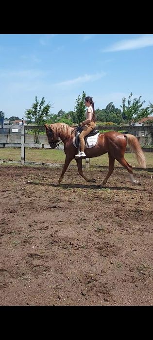 Cavalo PSL Castrado