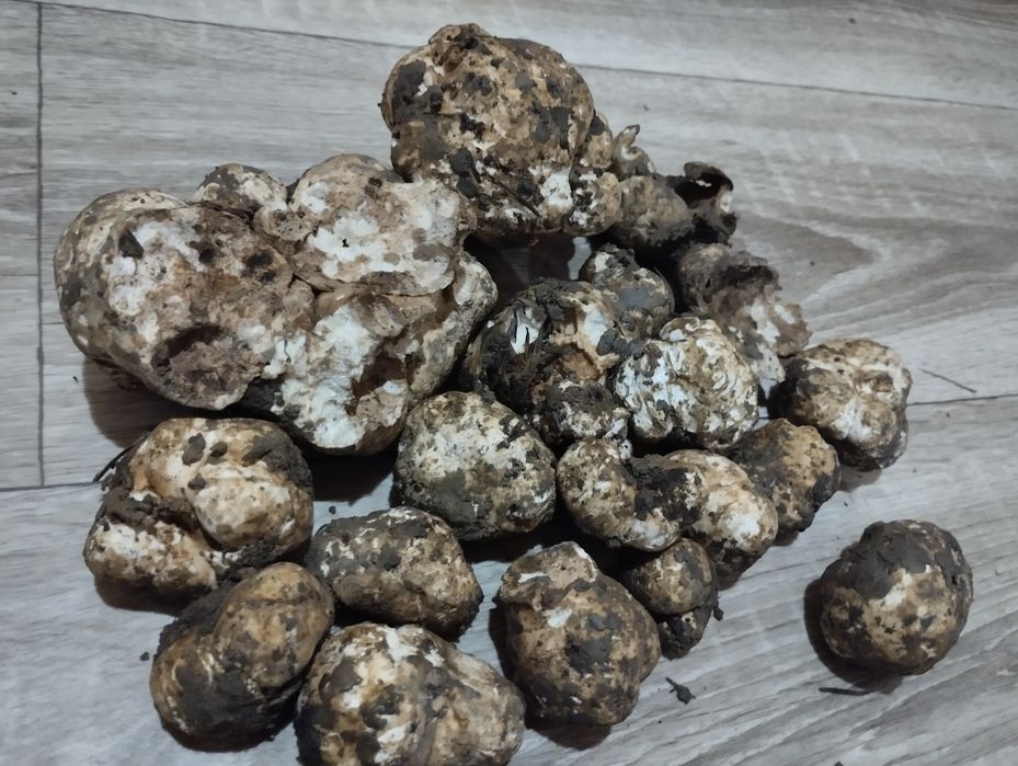 Продам труфель ціна договірна