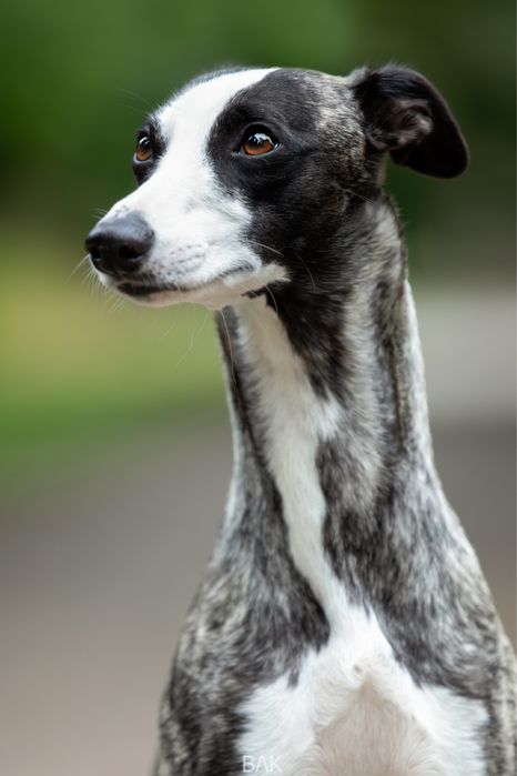 Chart Angielski WHIPPET
