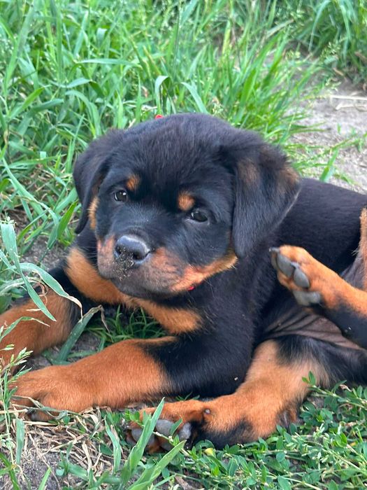 Rottweiler piękna sunia FCI