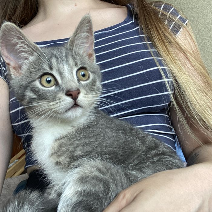 Перетримка ваших тварин з любовью, котики та інші, зооперетримка