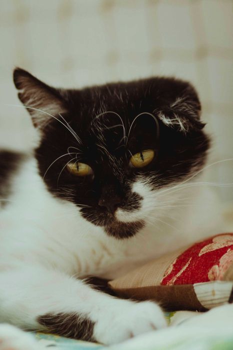 Czarująca Cysia do adopcji