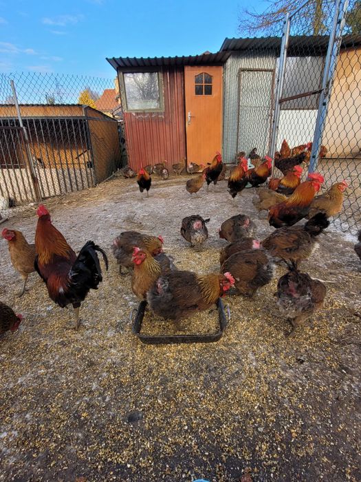 Koguty leghorn,zielononozka,rosa