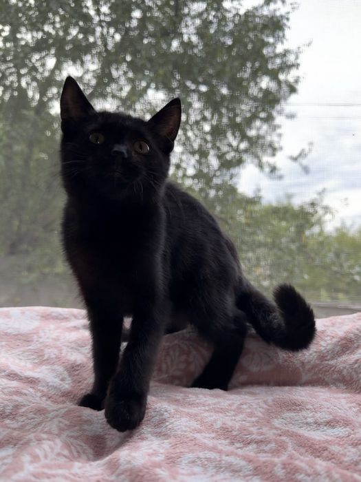 Котенок в хорошие руки