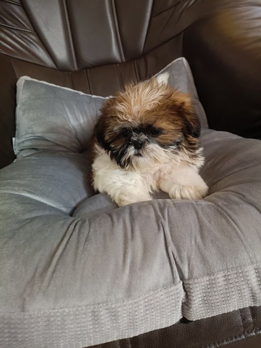 Shih tzu szczeniak suczka