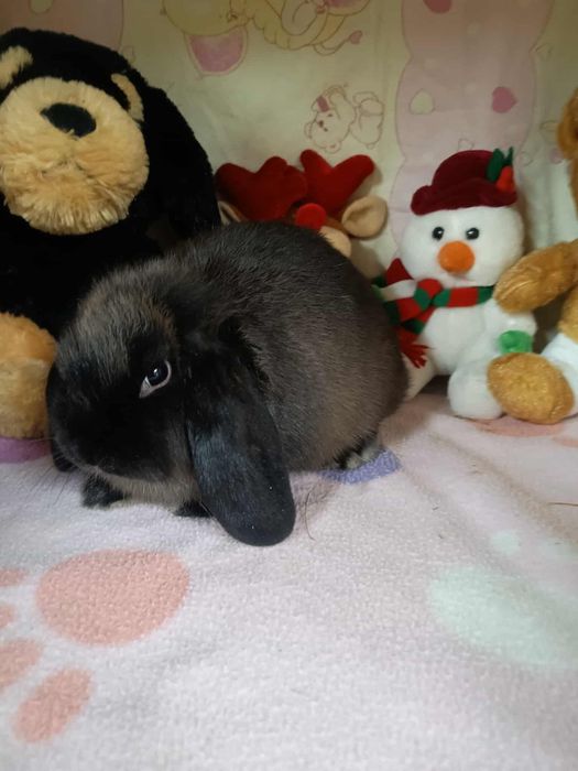 Sprzedam króliczki mini loop mini lop