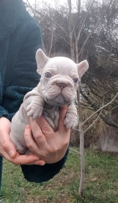 Французький бульдог