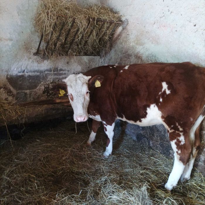 Sprzedam jałówki roczne