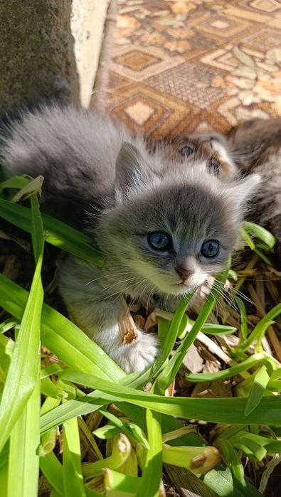 віддам кошенят в добрі руки