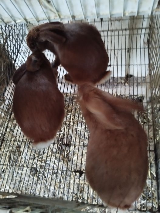 Vendo coelhos raça gigantes mariposa puros machos fêmeas reprodutores