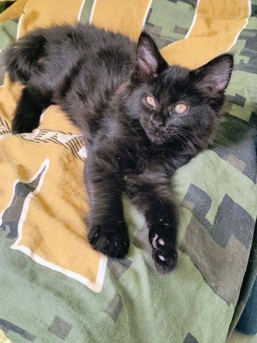 Śliczna czarna kotka Maine Coon – z rodowodem, sterylizacja (na kolanka)