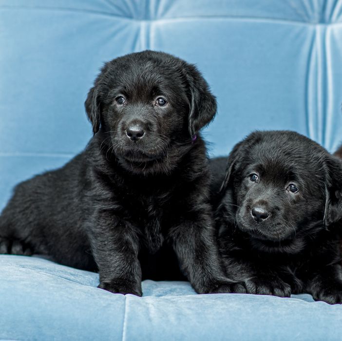 Лабрадор ретривер. КСУ-FCI