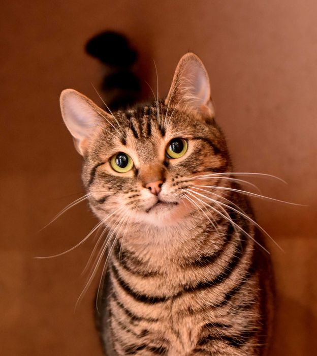 Нежная кошечка Масяня ждёт свою семью