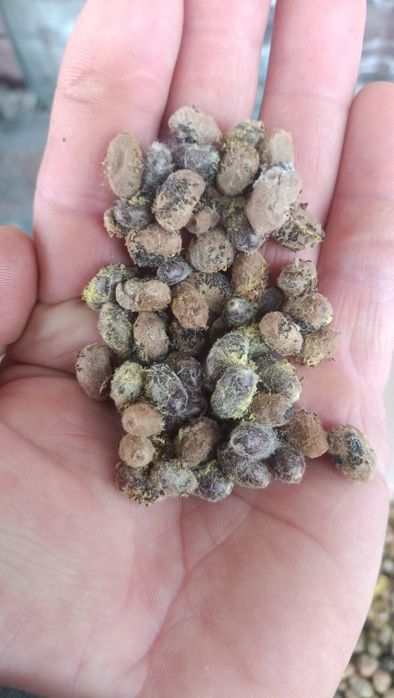 Осмії кокони для запилення