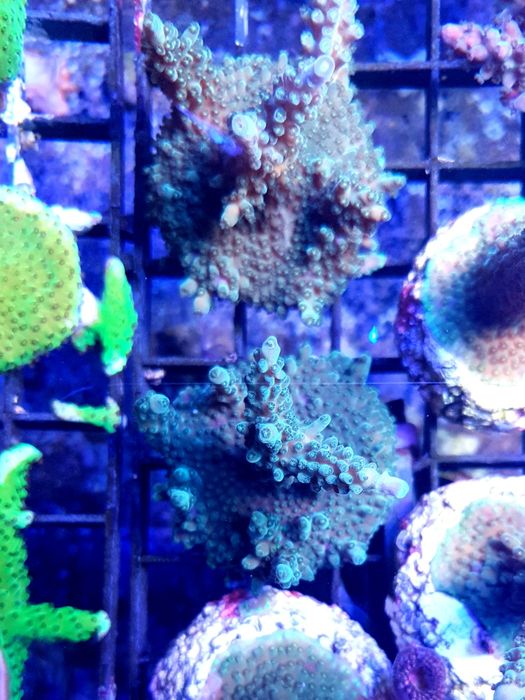 Acropora formosa koralowiec akwarium morskie