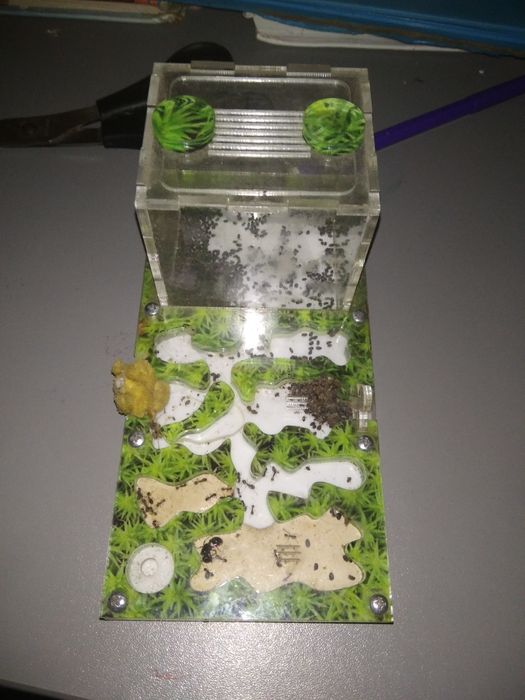 Муравь жнецы и формикарий