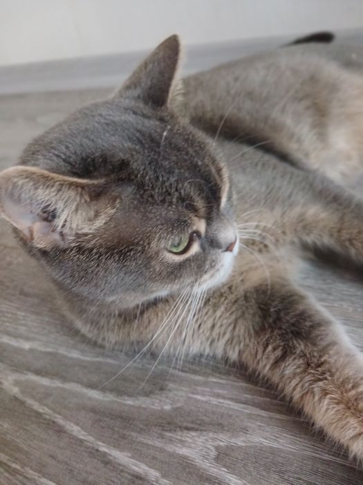 Британка Лилу 3 года