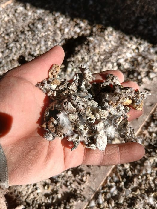 Послід голубів. Добриво.