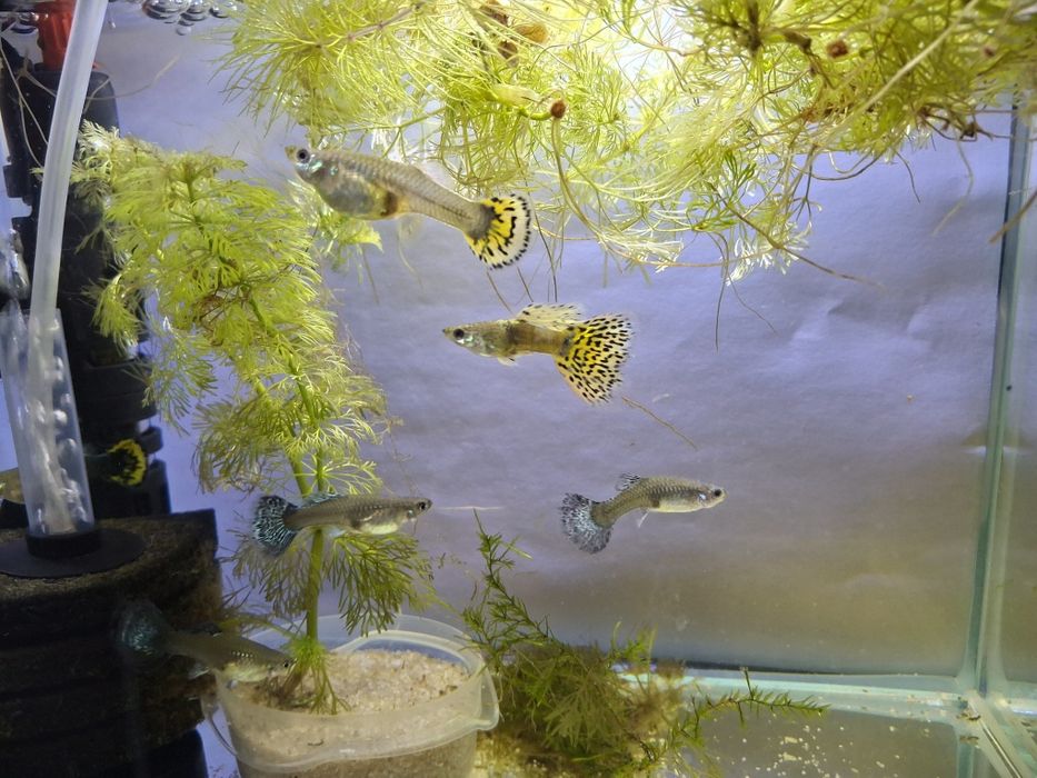 Mix gupików dorosłe