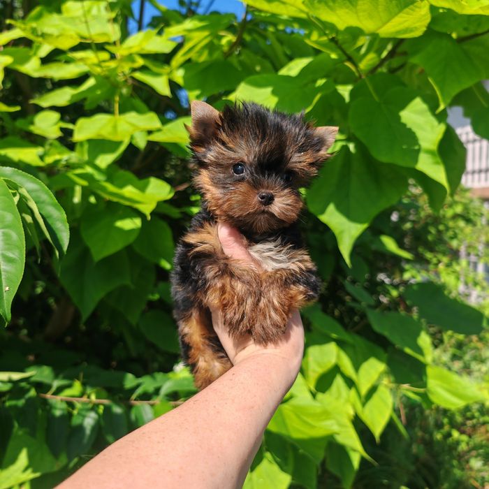 Yorkshire terrier typ laleczka 2,5mies Rodowód chip Wyprawka