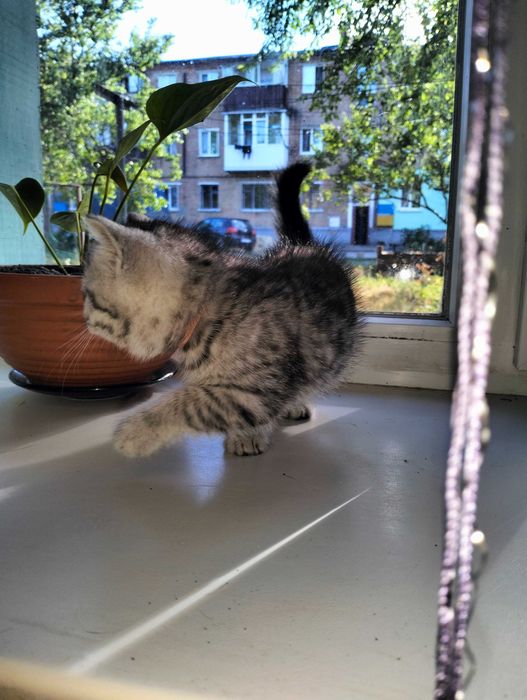 Продам котика мальчік