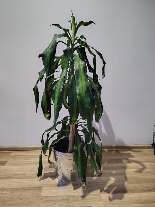 Dracena wonna (Dracena fragrans)