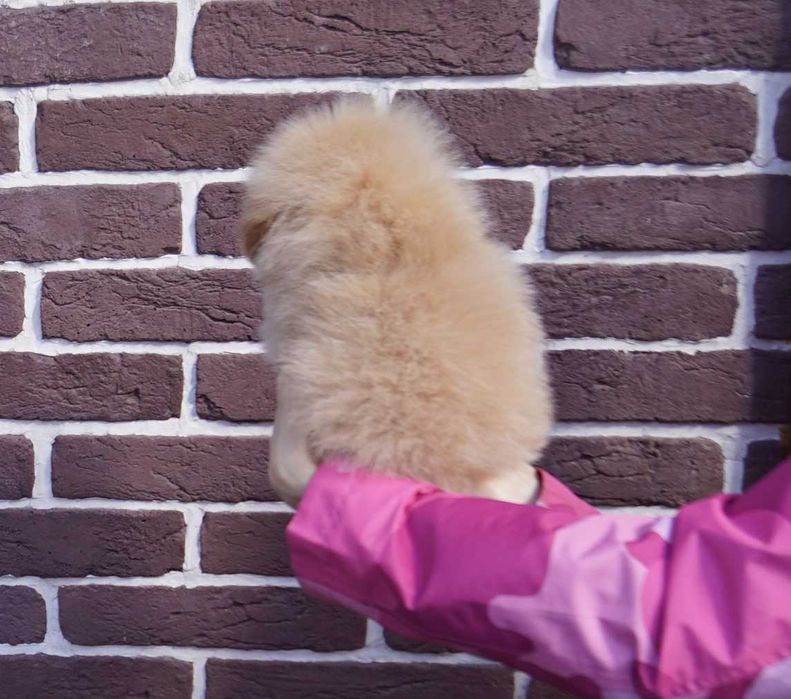 Нереально плюшевый мальчишка pom*a*poo в карамельном окрасе