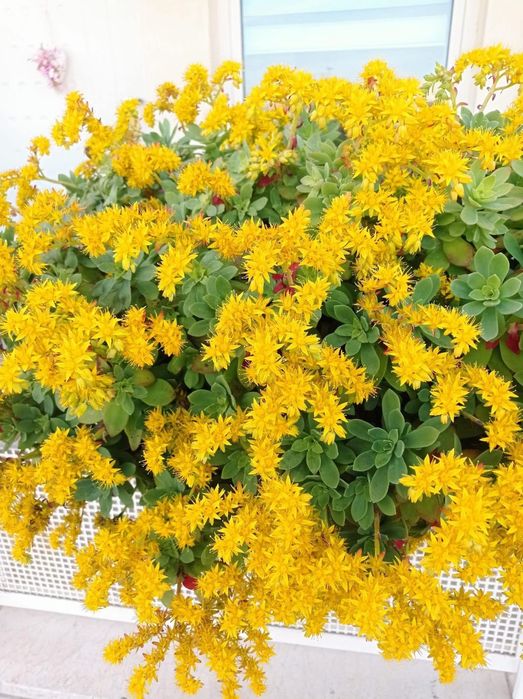Cactos e suculentas