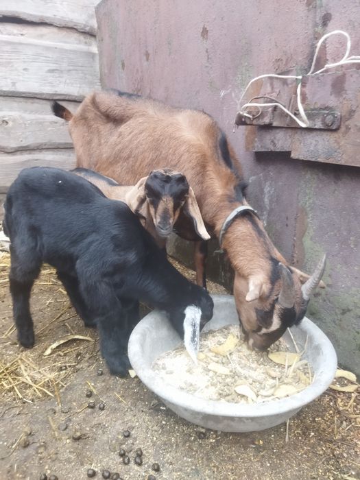 Козлики Англонубійці 75%