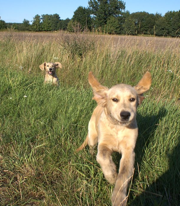Golden retriever ciemny jasny pies transport
