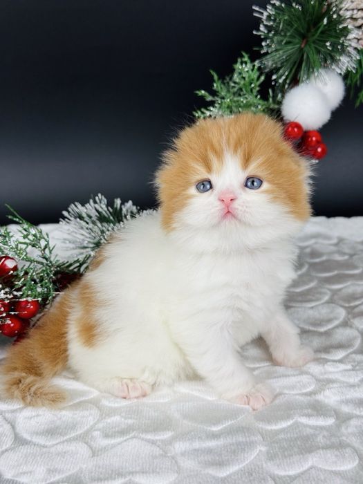 Гарний малюк, шотландське кошеня.