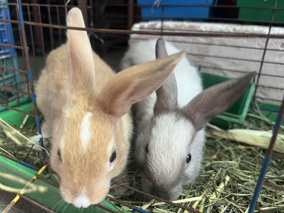 Кролик карликовый (редкий цвет)