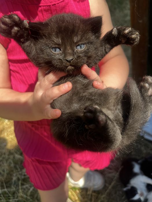Котята девочки и мальчики
