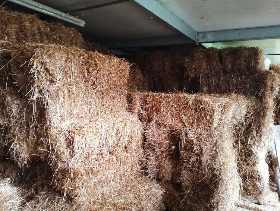 Fardos de feno com sementes