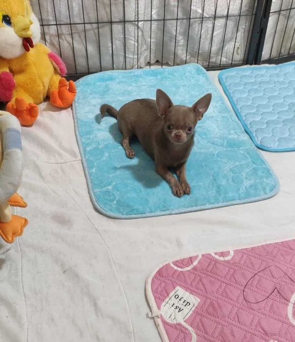 Лілова міні дівчинка, документи КСУ.