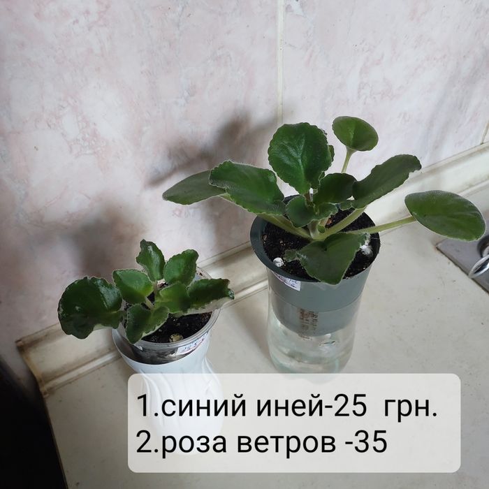 Не дорого: детки и взрослые цветущие фиалки