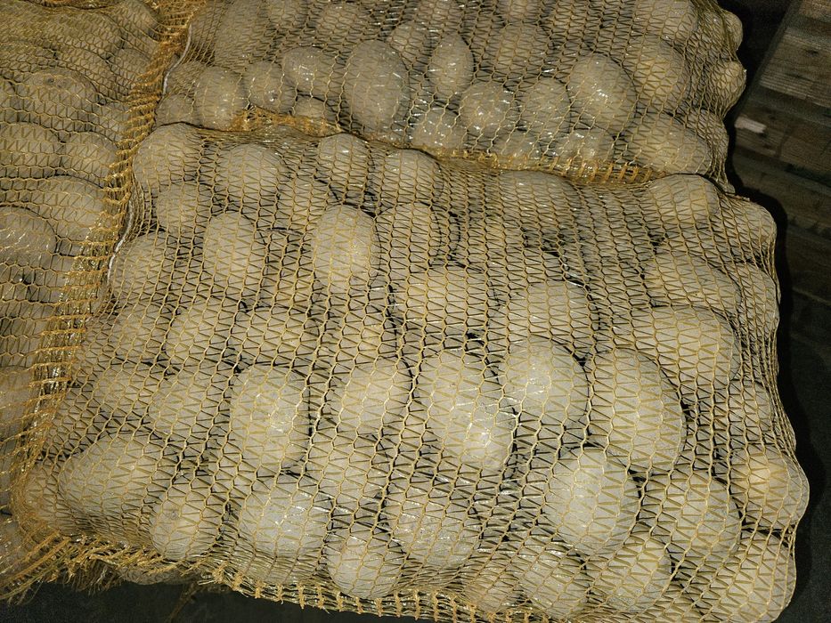 Ziemniaki jadalne: Vineta, Soraya, Marabel - HURT