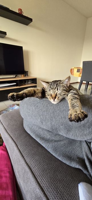 Adoção Conjunta | 2 Gatos Machos Esterilizados | Irmãos Inseparáveis