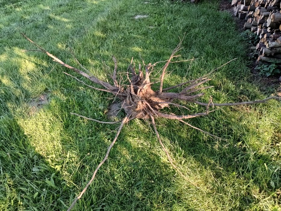 Korzeń do stawu lub dużego akwarium 2mx1m