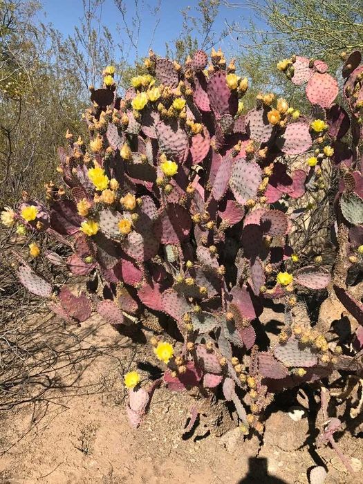 Opuntia santarita – opuncja fioletowa – 5 nasion