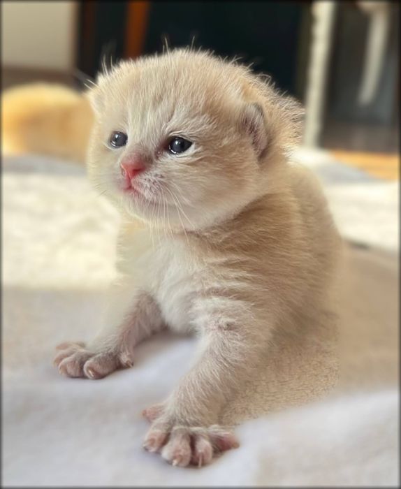 Бронь на кошенят золота шиншила