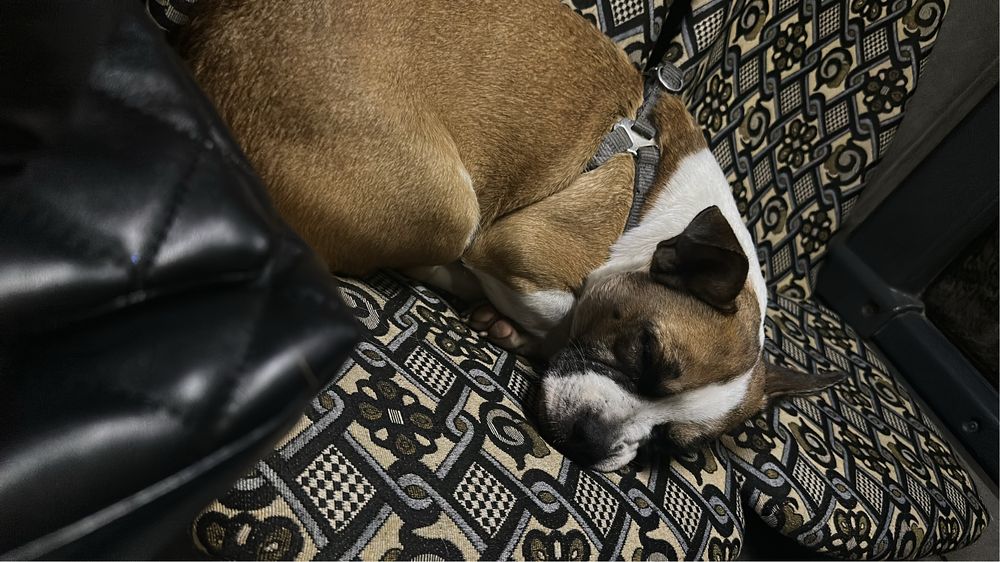 Знайдено собаку, шукаєм господарів