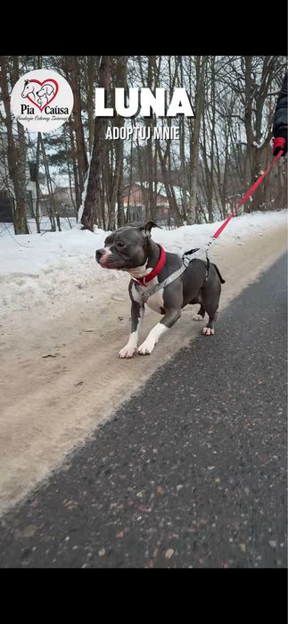 Sunia Luna rasy amstaff szuka domku