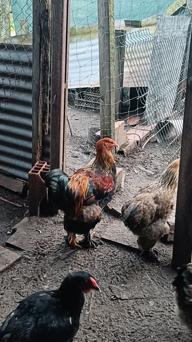 Casal De Brahma Perdiz