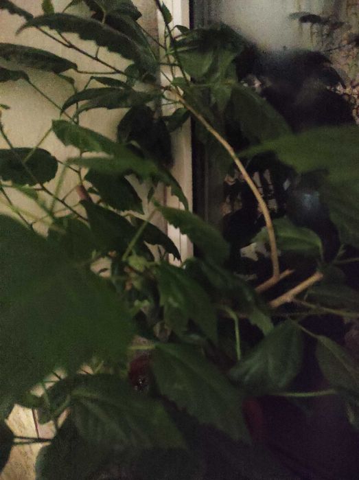 Гібіскус червоний махровий (кімнатна рослина