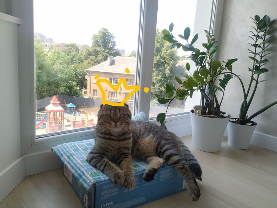 Шотландський котик шукає подружку кішечку. Вязка